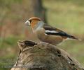 Coccothraustes_coccothraustes_a9971