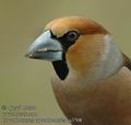 Coccothraustes_coccothraustes_aa3708