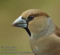 Coccothraustes_coccothraustes_aa3709