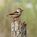 Coccothraustes_coccothraustes_aj9646