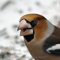 Coccothraustes_coccothraustes_ba2852