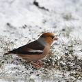 Coccothraustes_coccothraustes_be5219