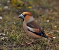 Coccothraustes_coccothraustes_br1995