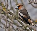 Coccothraustes_coccothraustes_br2213