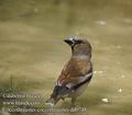 Coccothraustes_coccothraustes_dd0748