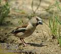 Coccothraustes_coccothraustes_dd0750