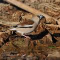 Coccothraustes_coccothraustes_fg1903