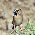 Coccothraustes_coccothraustes_ha4718