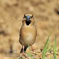 Coccothraustes_coccothraustes_ha4720