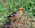 Coccothraustes_coccothraustes_ha4727