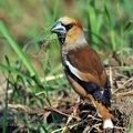 Coccothraustes_coccothraustes_ha4739