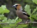 Coccothraustes_coccothraustes_mb1268