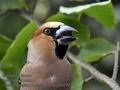 Coccothraustes_coccothraustes_mb1322