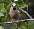 Coccothraustes_coccothraustes_mb1329