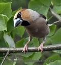 Coccothraustes_coccothraustes_mb1338