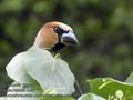 Coccothraustes_coccothraustes_mb1371