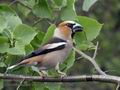 Coccothraustes_coccothraustes_mb1380