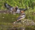 Coccothraustes_coccothraustes_pc8272