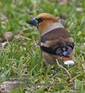 Coccothraustes_coccothraustes_r995099