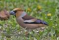 Coccothraustes_coccothraustes_r995100