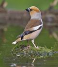 Coccothraustes_coccothraustes_r999031