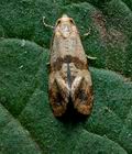 Cochylis_epilinana_cx3879s