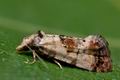 Cochylis_hybridella_cn6841s