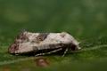 Cochylis_hybridella_cy7874s