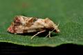 Cochylis_millierana_jc8924s