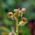 Coeloglossum_viride_bk4218