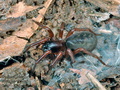Coelotes_terrestris_aa6610