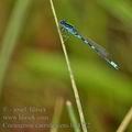 Coenagrion_caerulescens_bg4572