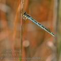 Coenagrion_caerulescens_bg5881