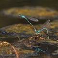 Coenagrion_caerulescens_bg6757