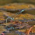 Coenagrion_caerulescens_bg6761