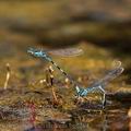 Coenagrion_caerulescens_bg6764