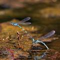 Coenagrion_caerulescens_bg6792