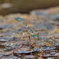 Coenagrion_caerulescens_bg6802