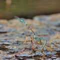 Coenagrion_caerulescens_bg6803