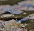 Coenagrion_caerulescens_bg6828