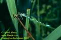 Coenagrion_hastulatum_2480