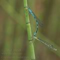 Coenagrion_hastulatum_ah6670