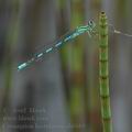 Coenagrion_hastulatum_ah6688