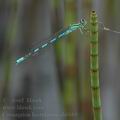 Coenagrion_hastulatum_ah6688