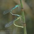 Coenagrion_hastulatum_ah6748