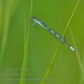 Coenagrion_hastulatum_bg0189