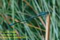 Coenagrion_johanssoni_2497