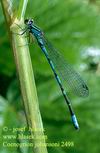 Coenagrion_johanssoni_2498