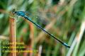 Coenagrion_johanssoni_399