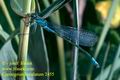 Coenagrion_lunulatum_2455